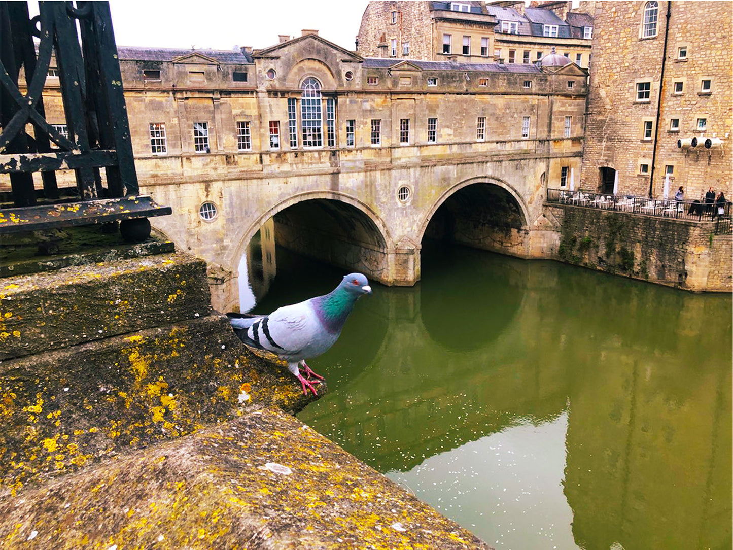 PRE-ORDER (3 TO 5 WEEK DELIVERY) - Pigeon - Bath, England